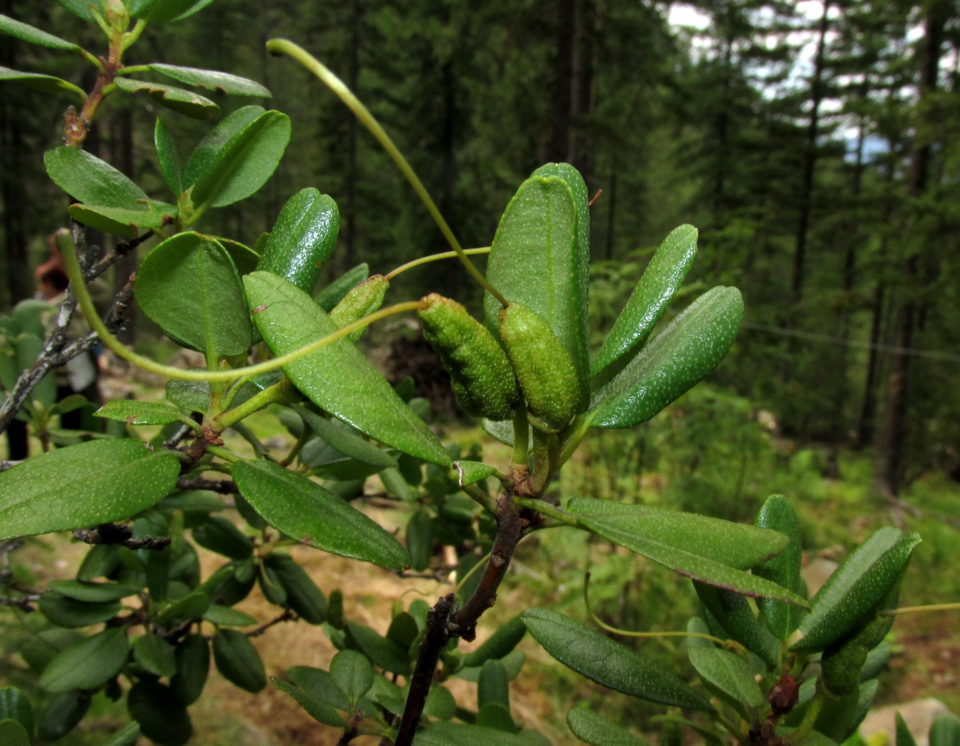 Image of Rhododendron sajanense specimen.