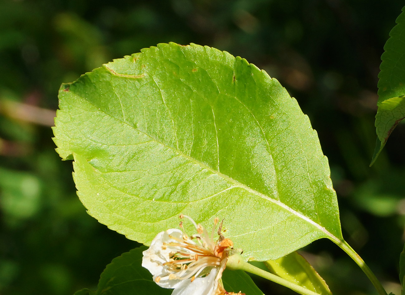 Image of Malus baccata specimen.