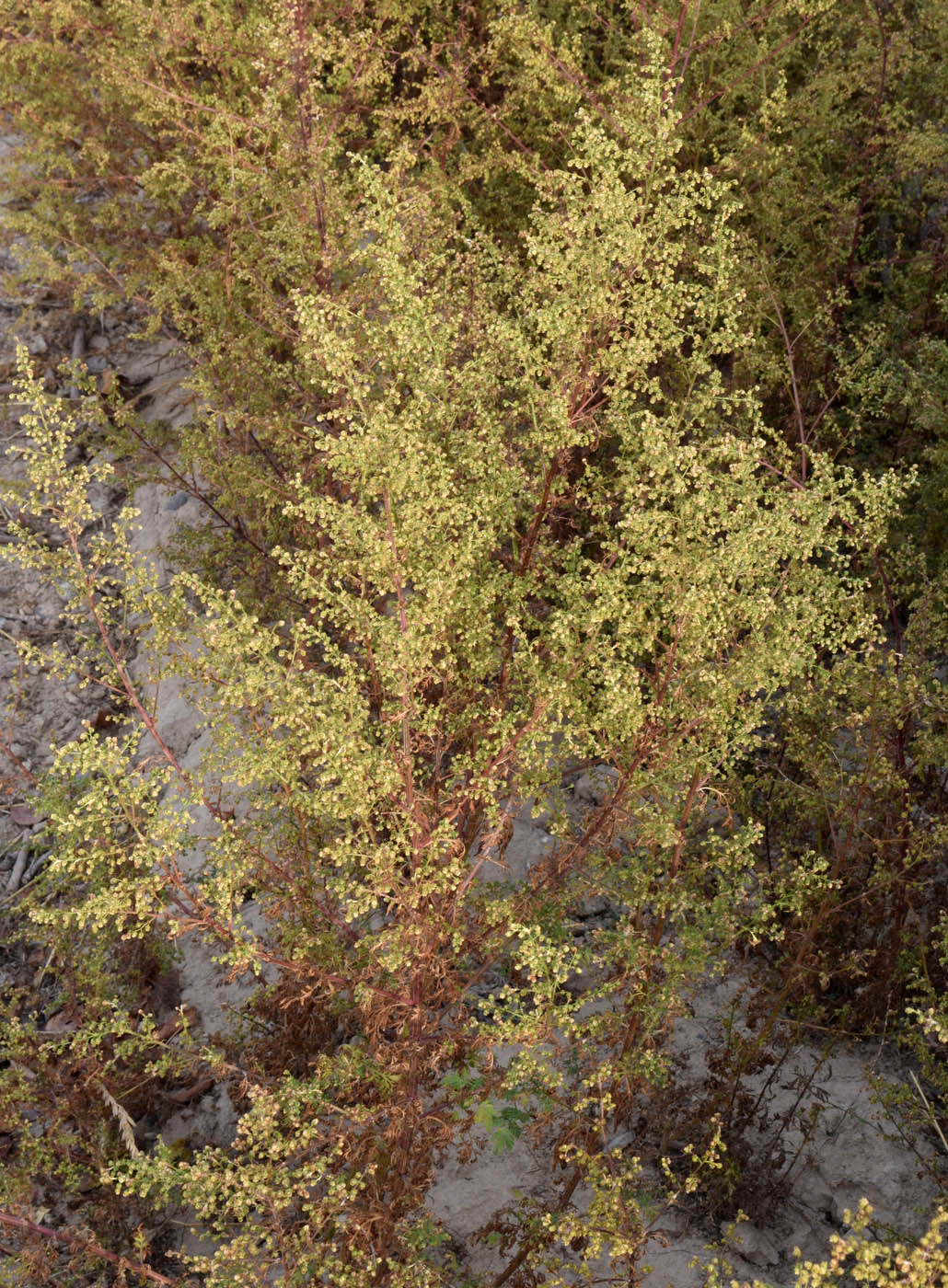 Image of Artemisia annua specimen.