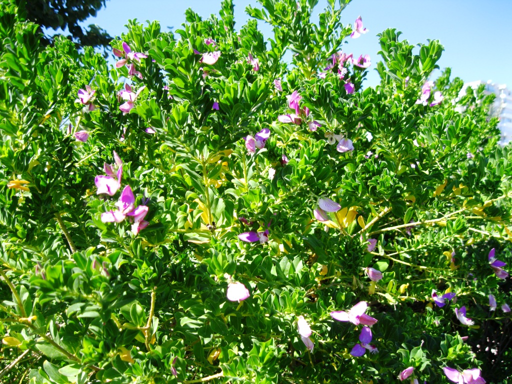 Image of Polygala myrtifolia specimen.