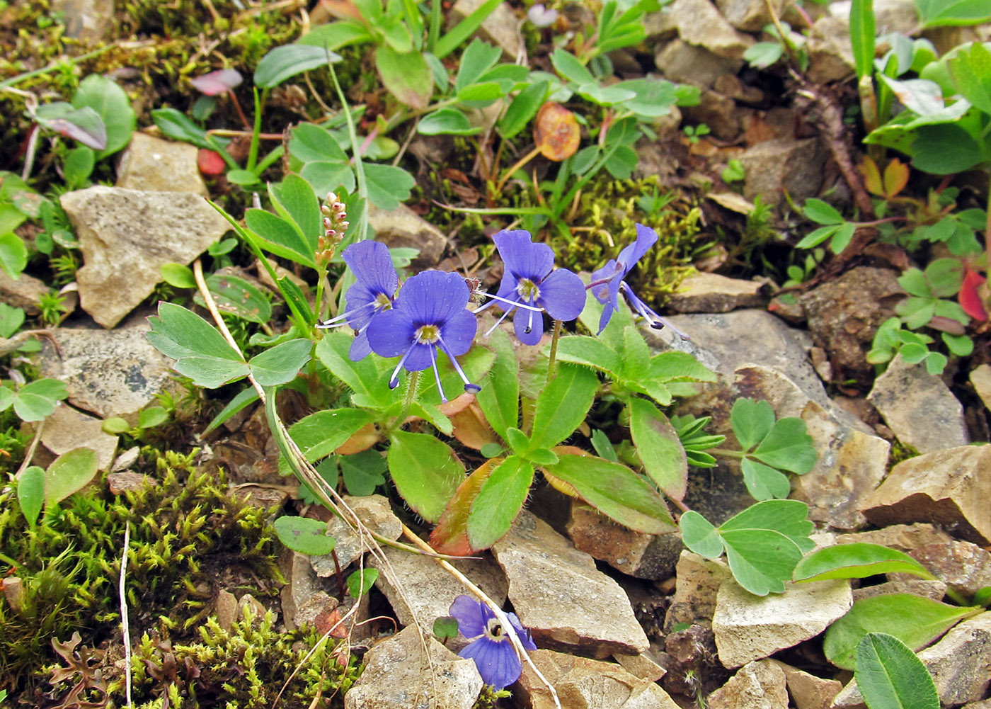 Image of Veronica grandiflora specimen.