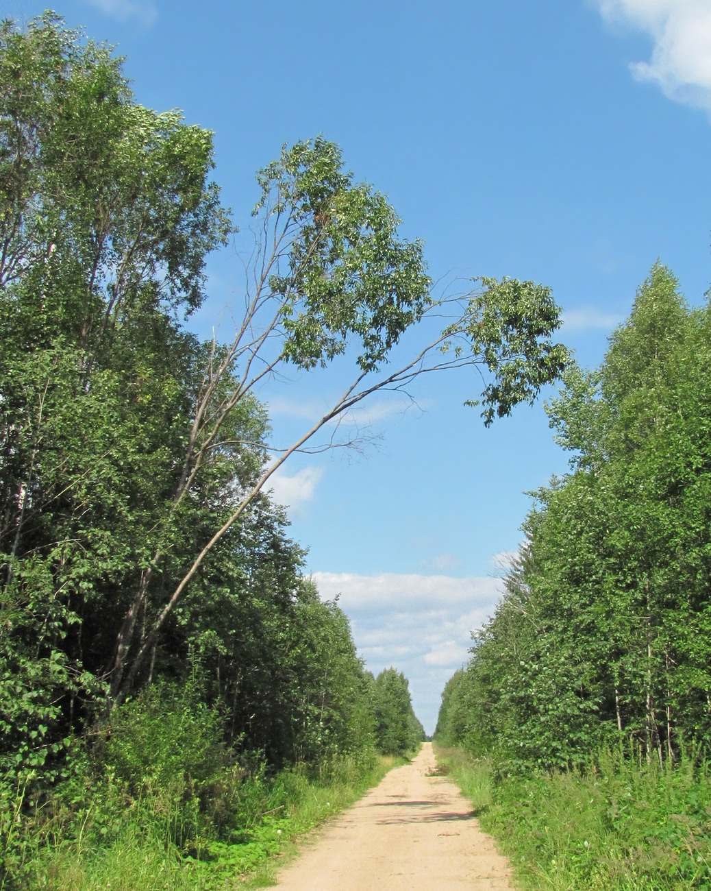 Image of Salix pentandra specimen.