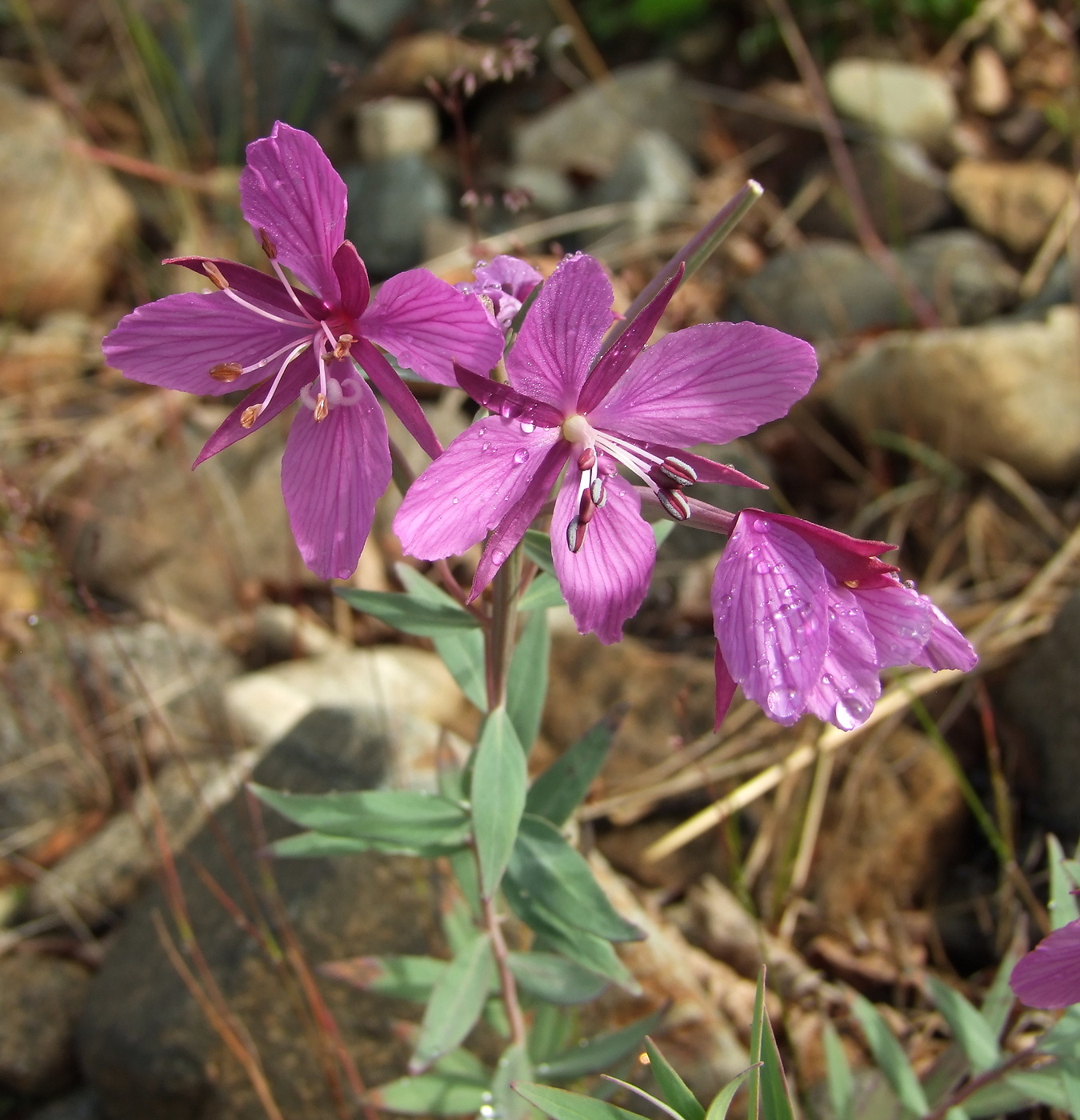 Image of Chamaenerion latifolium specimen.