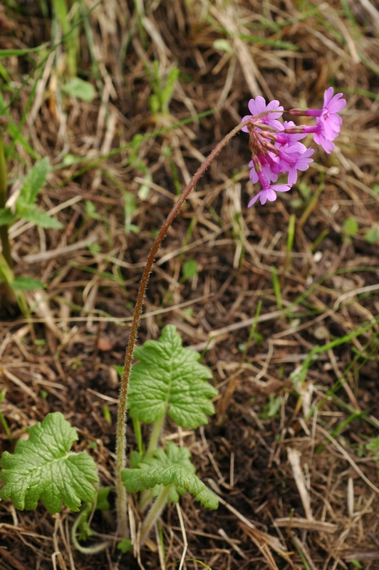 Изображение особи Primula kaufmanniana.