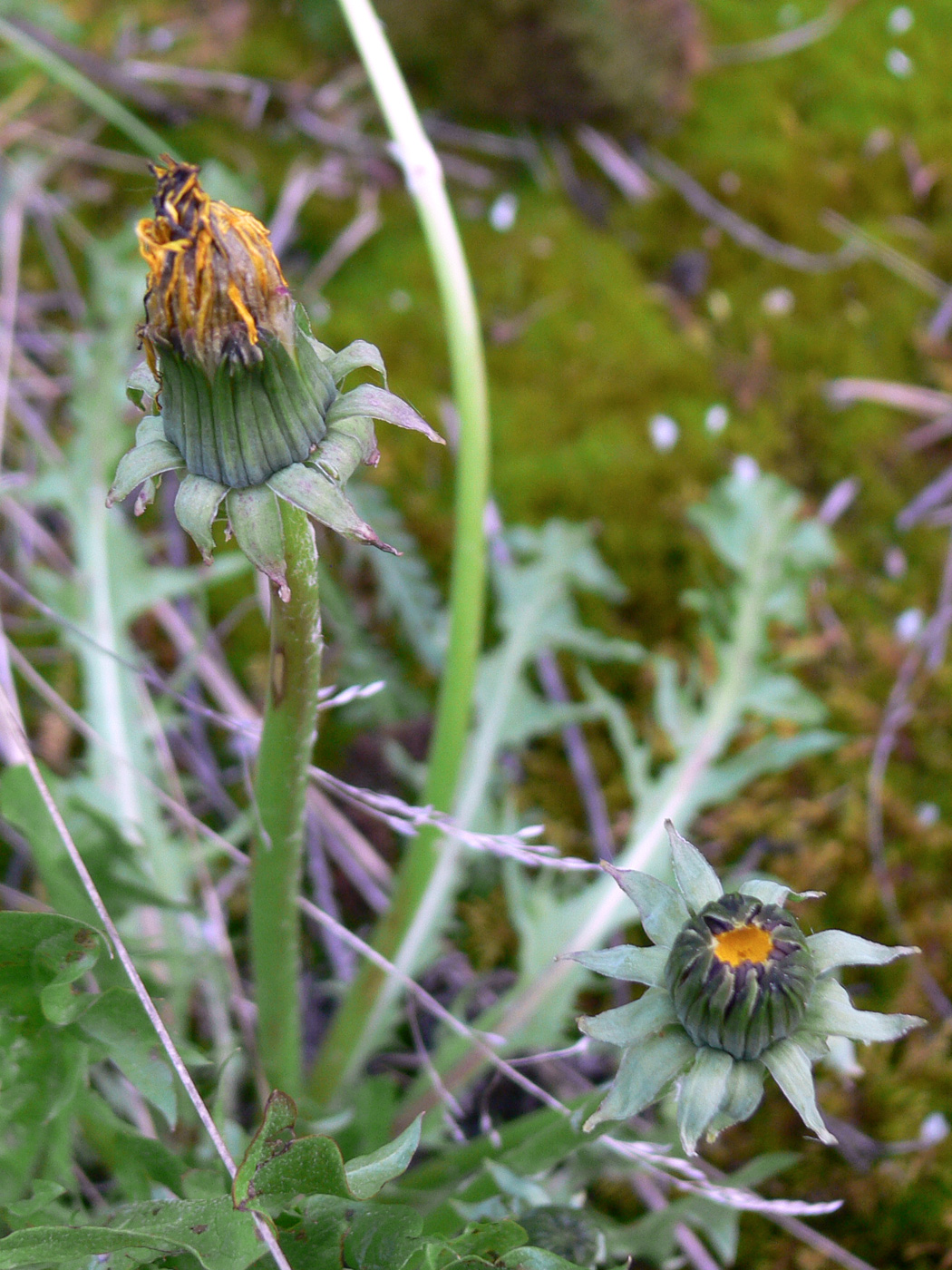 Image of Taraxacum reflexilobum specimen.