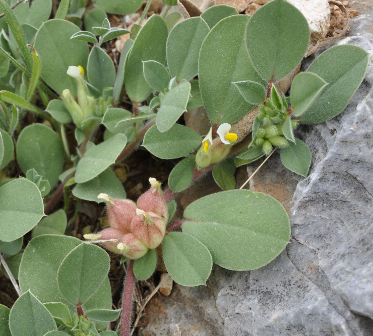 Image of Tripodion tetraphyllum specimen.