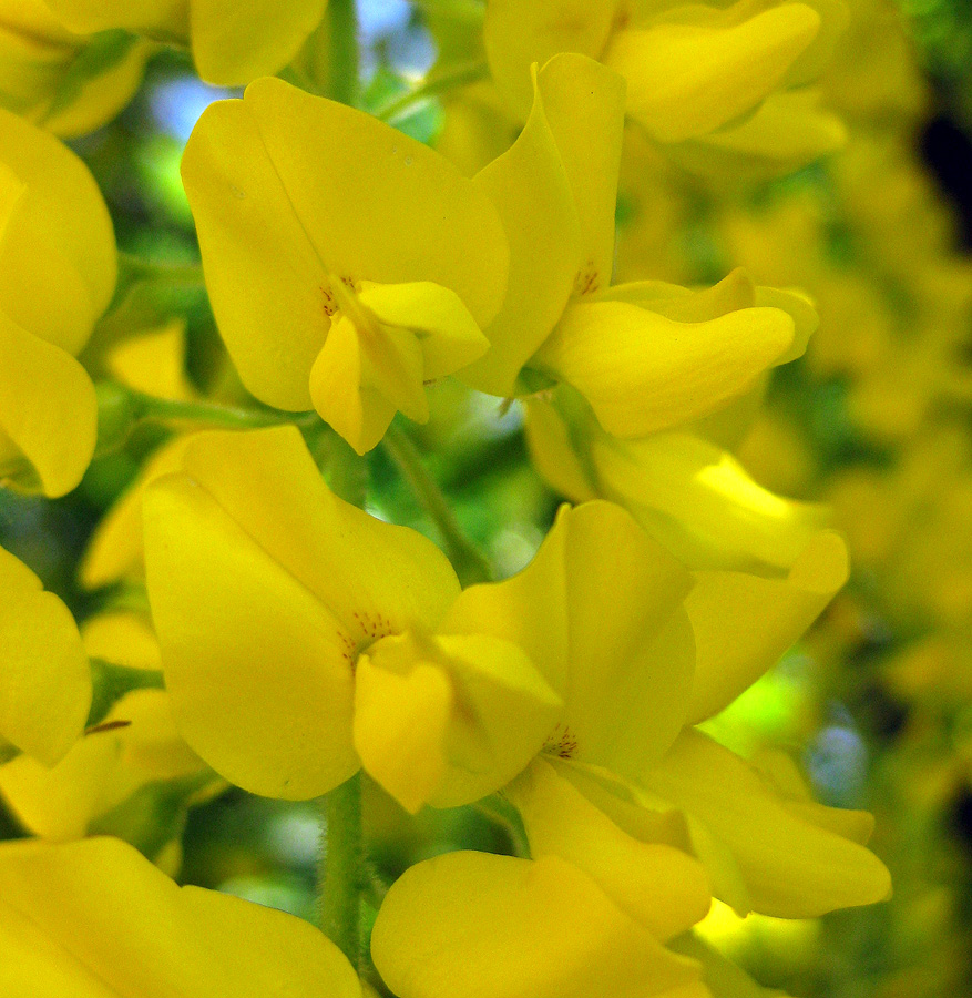 Image of Laburnum alpinum specimen.