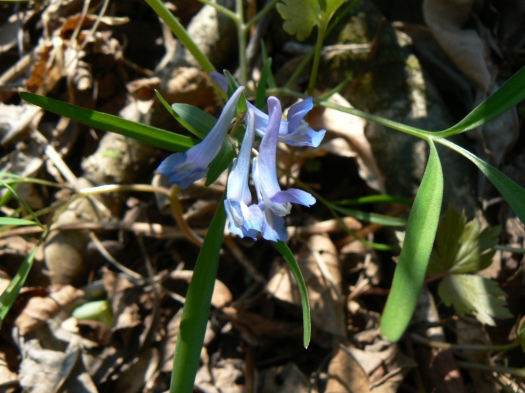 Image of Corydalis ussuriensis specimen.