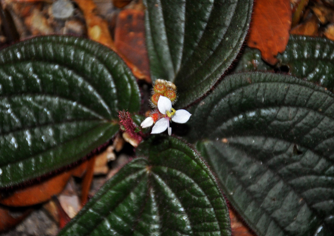 Image of Sonerila moluccana specimen.