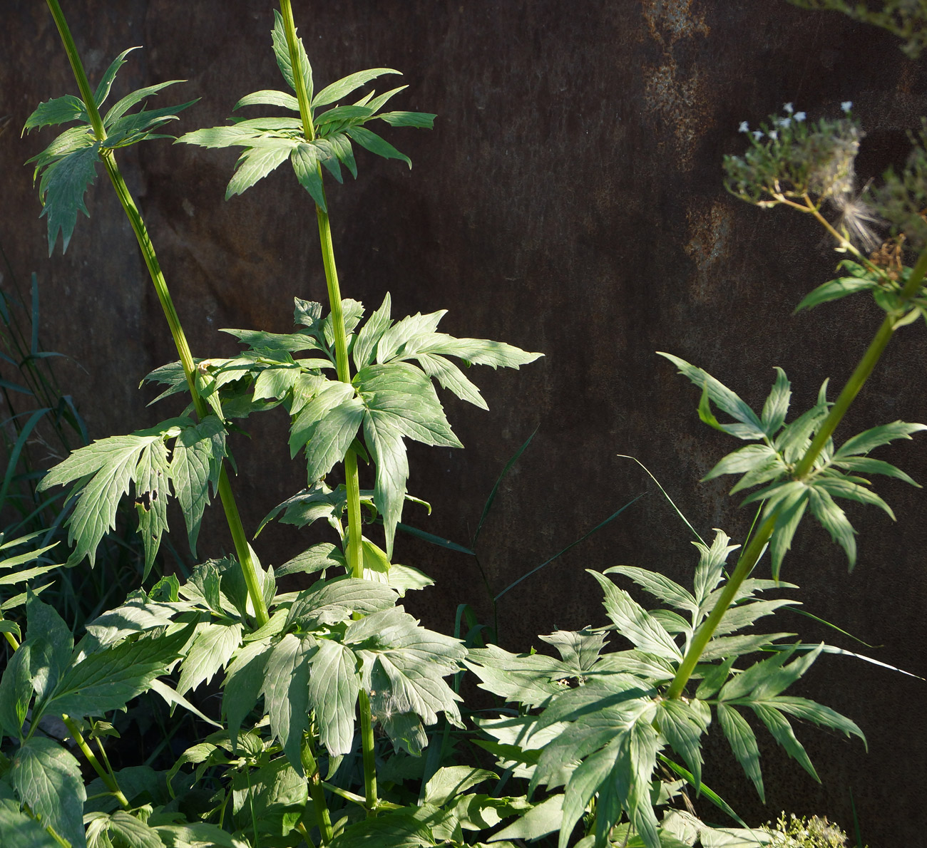 Image of Valeriana dubia specimen.