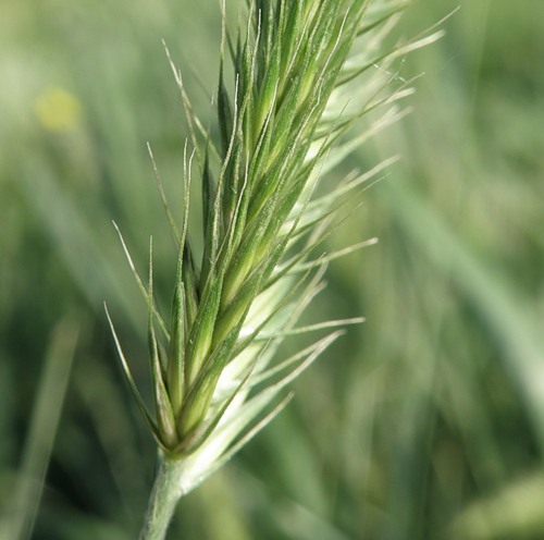 Изображение особи Agropyron pectinatum.