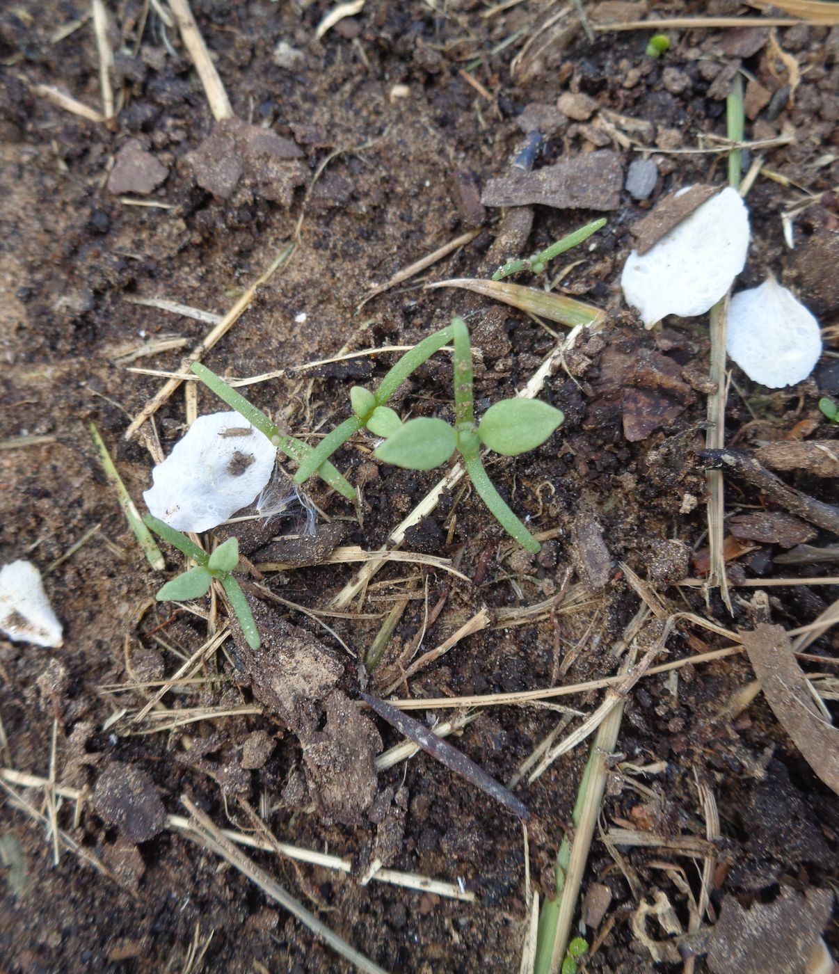 Image of Papaver somniferum specimen.