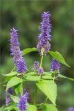 Agastache rugosa. Верхушки побегов с соцветиями и кормящейся мухой-журчалкой. Санкт-Петербург, Старый Петергоф, парк \"Сергиевка\", цветник с элементами рокария и альпийской горки. 17.09.2017.