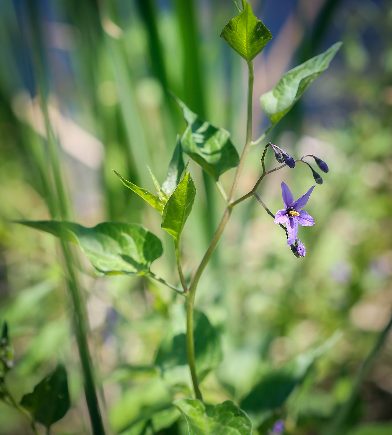 Изображение особи Solanum dulcamara.