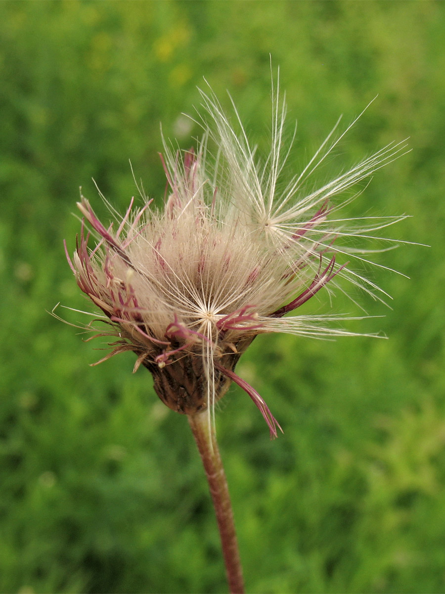 Image of Cirsium pannonicum specimen.