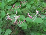 Lonicera caprifolium. Верхушки побегов с соцветиями. Дагестан, г/о Махачкала, гора Тарки-Тау, широколиственный лес. 12.05.2018.