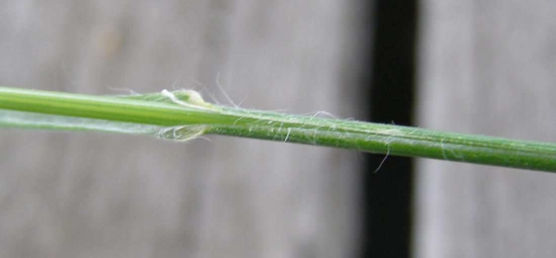 Image of Anisantha tectorum specimen.