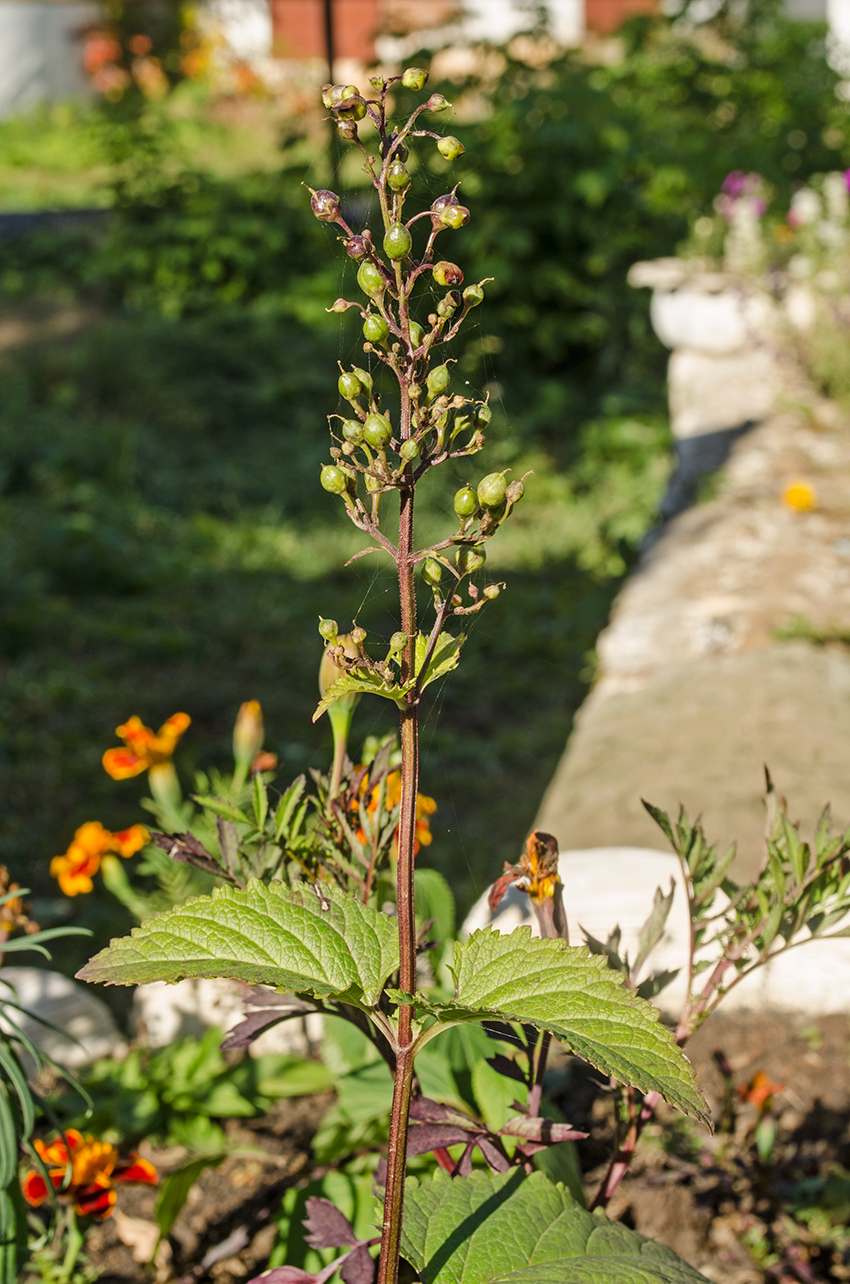 Image of Scrophularia nodosa specimen.