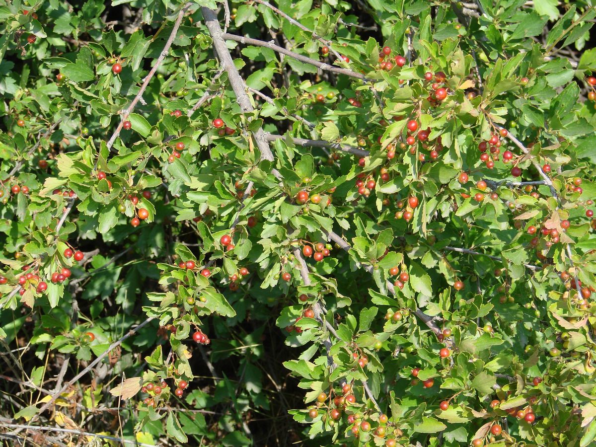 Image of Ribes diacantha specimen.