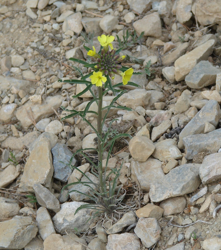 Image of Erysimum flavum specimen.