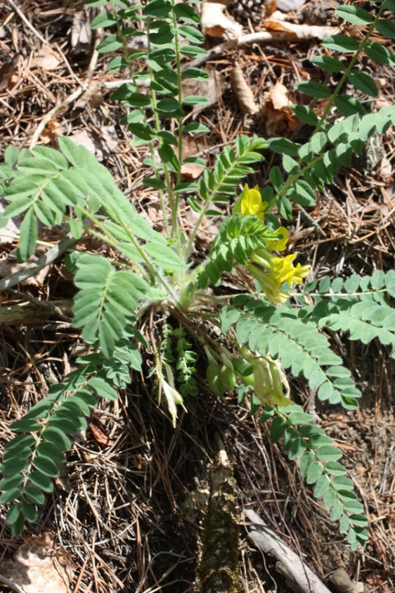 Изображение особи Astragalus kungurensis.