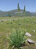 Eremurus stenophyllus