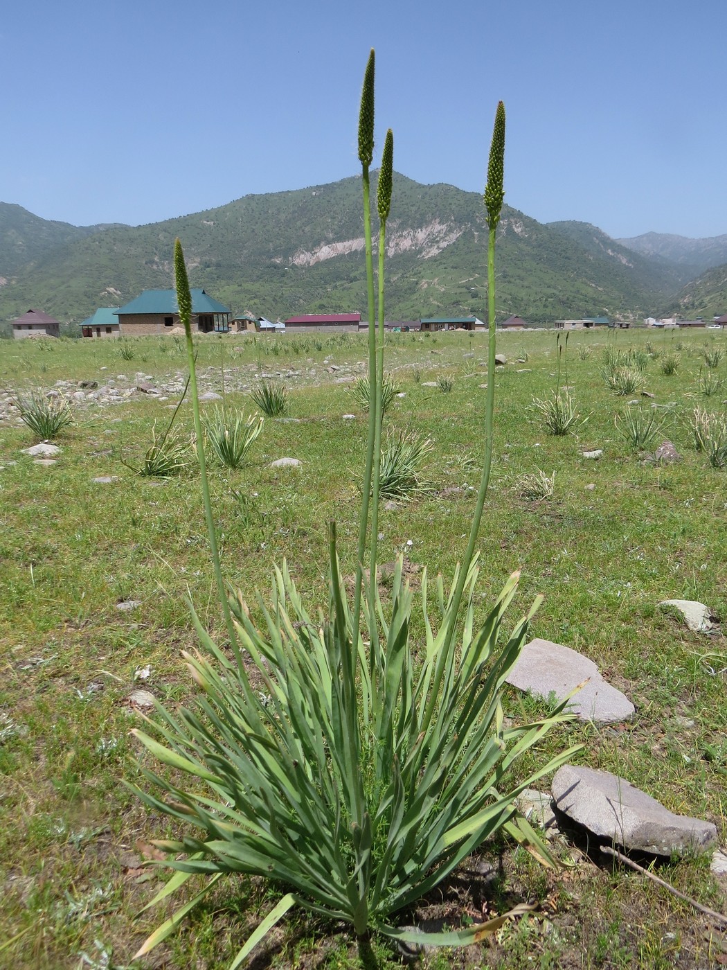 Изображение особи Eremurus stenophyllus.