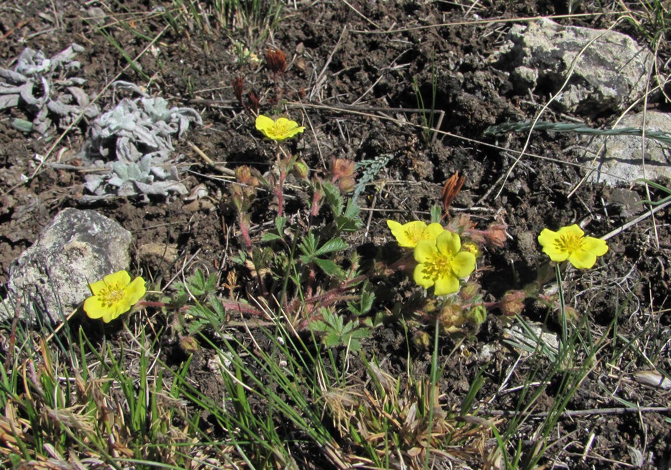 Изображение особи Potentilla adenophylla.