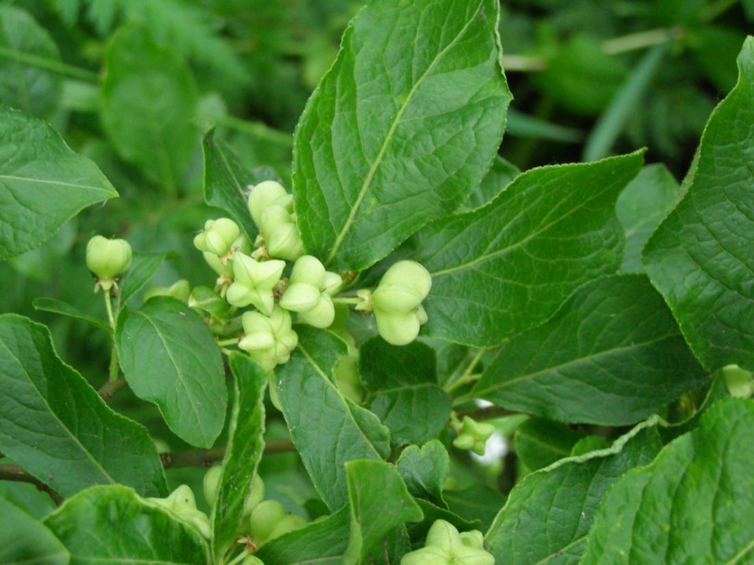 Image of Euonymus europaeus specimen.