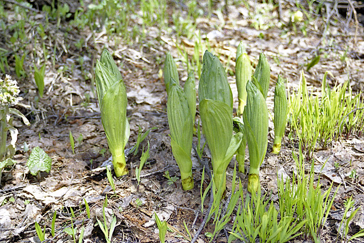 Изображение особи Veratrum lobelianum.