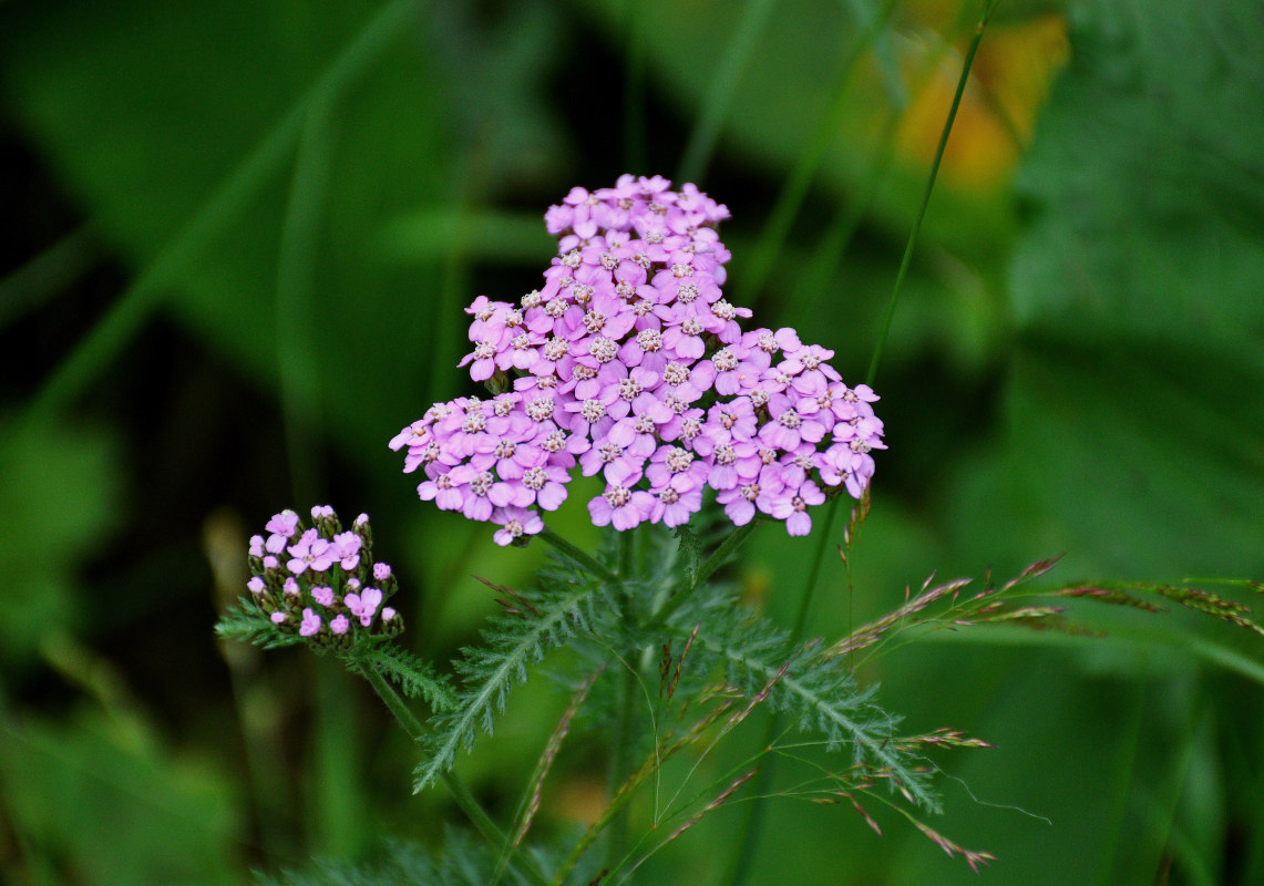 Image of Achillea millefolium specimen.