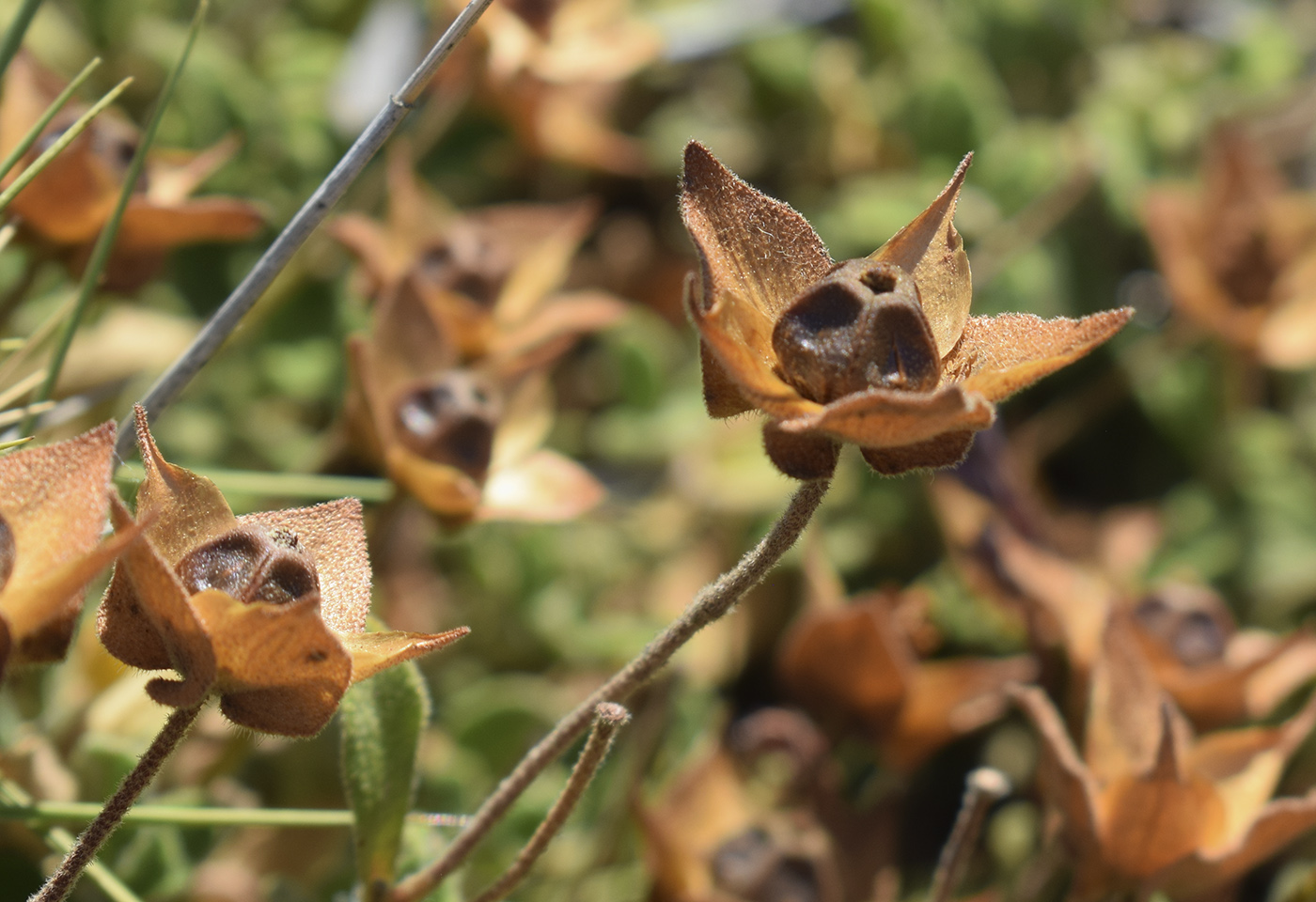 Изображение особи Cistus salviifolius.