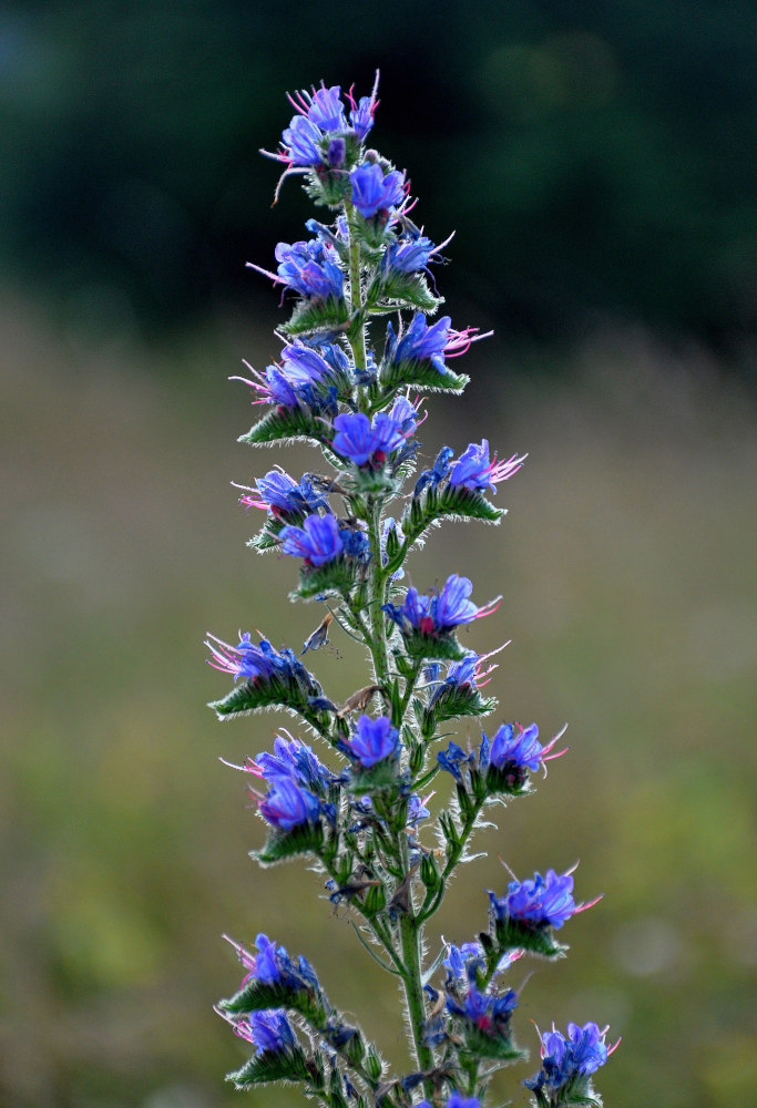 Изображение особи Echium vulgare.