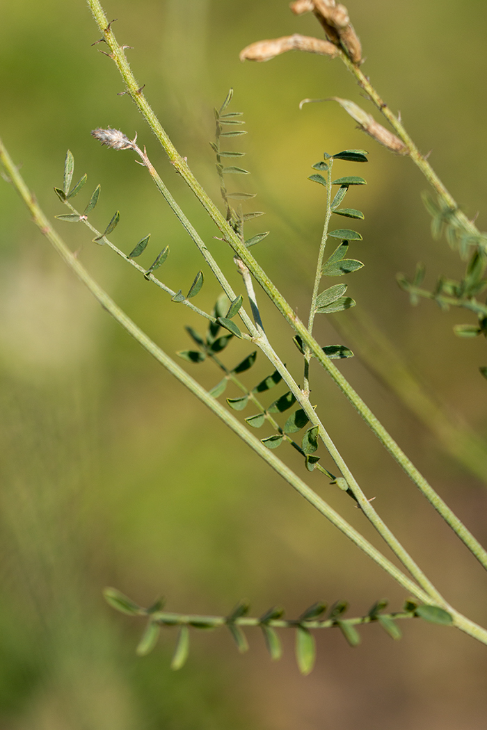 Image of Astragalus pallescens specimen.