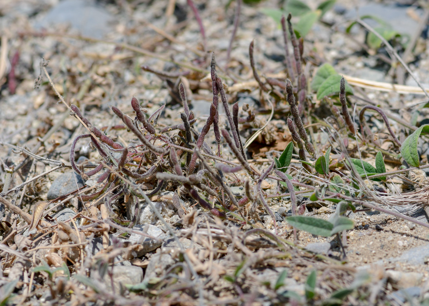 Image of Desmodium scorpiurus specimen.