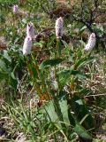 Bistorta elliptica