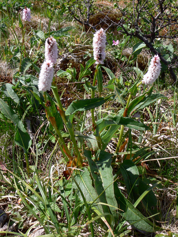 Изображение особи Bistorta elliptica.