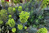 Euphorbia characias