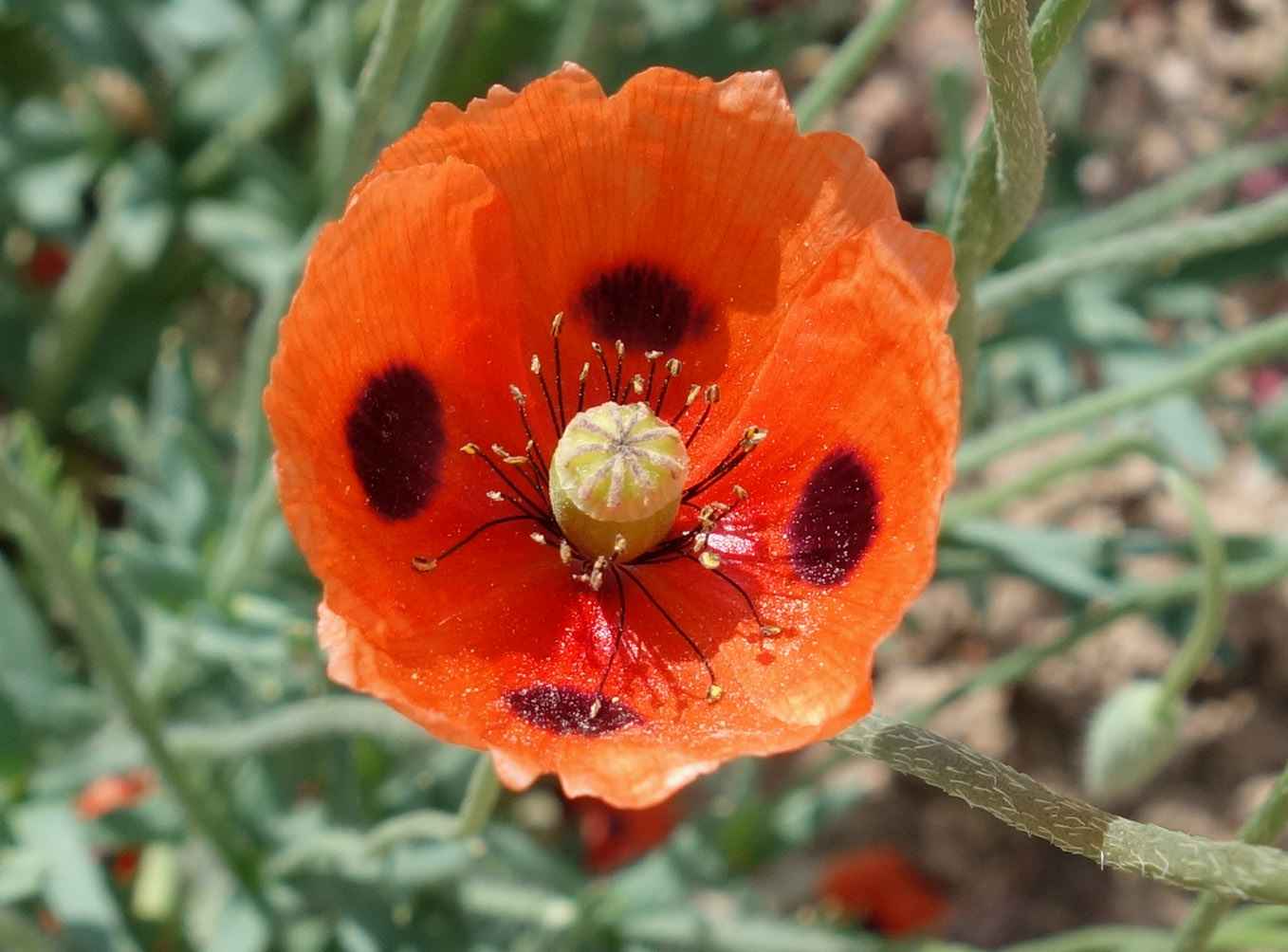 Изображение особи Papaver litwinowii.