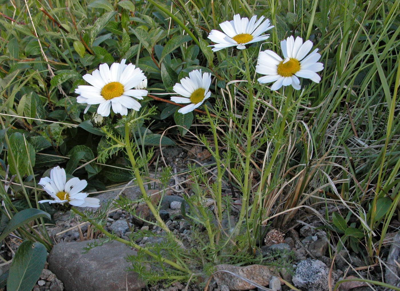 Image of Tripleurospermum hookeri specimen.