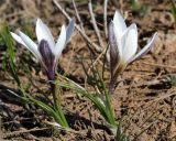 Crocus alatavicus. Цветущие растения. Казахстан, Туркестанская обл., Тюлькубасский р-н, окр. с. Жабаглы, плато Таскора, ≈ 1400 м н.у.м., у кромки тающего снежника. 30 марта 2020 г.