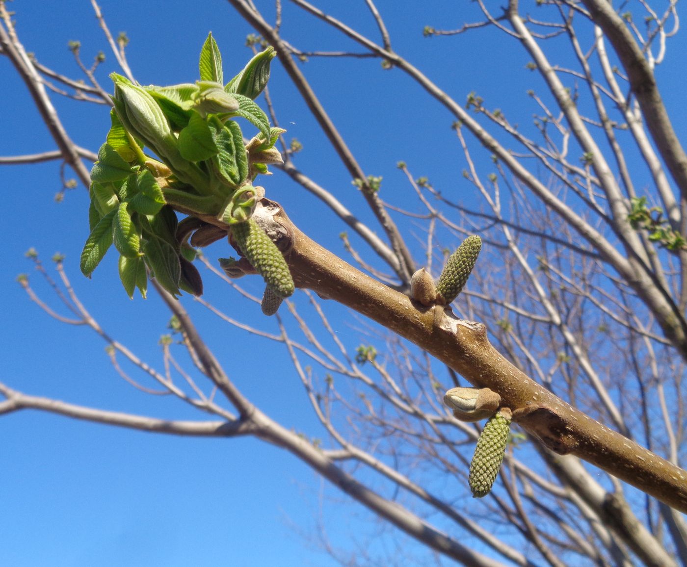 Image of Juglans mandshurica specimen.