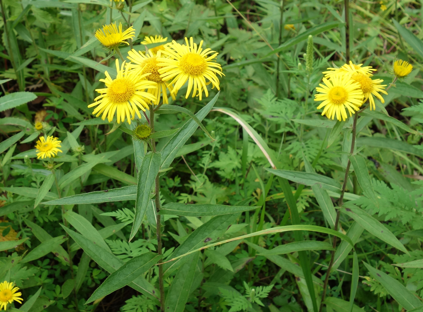 Изображение особи Inula japonica.