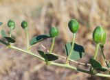 Capparis herbacea