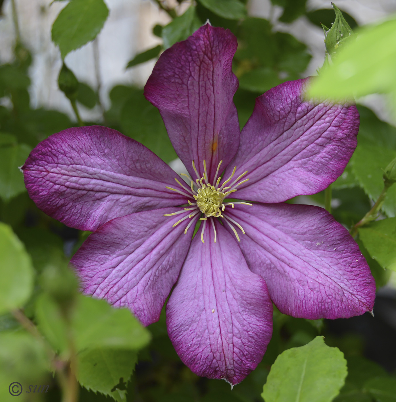 Изображение особи Clematis &times; jackmanii.