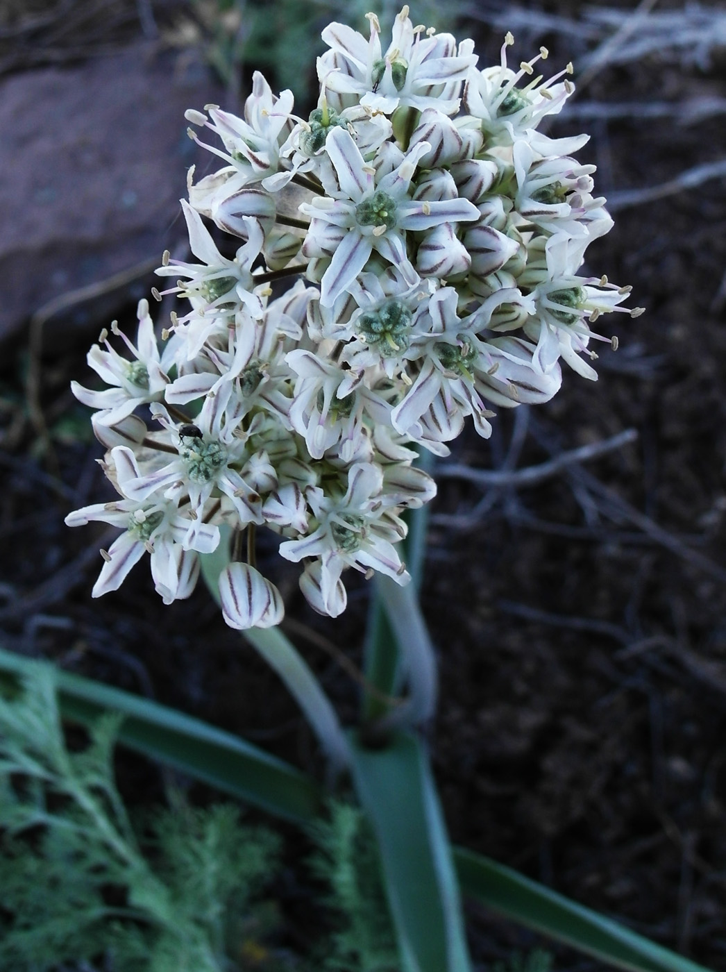 Image of Allium tulipifolium specimen.