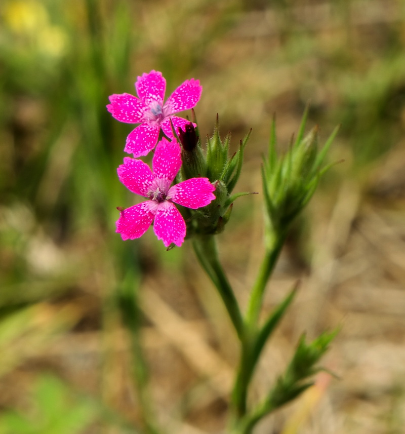 Image of Dianthus armeria specimen.