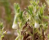 Onosma transrhymnensis