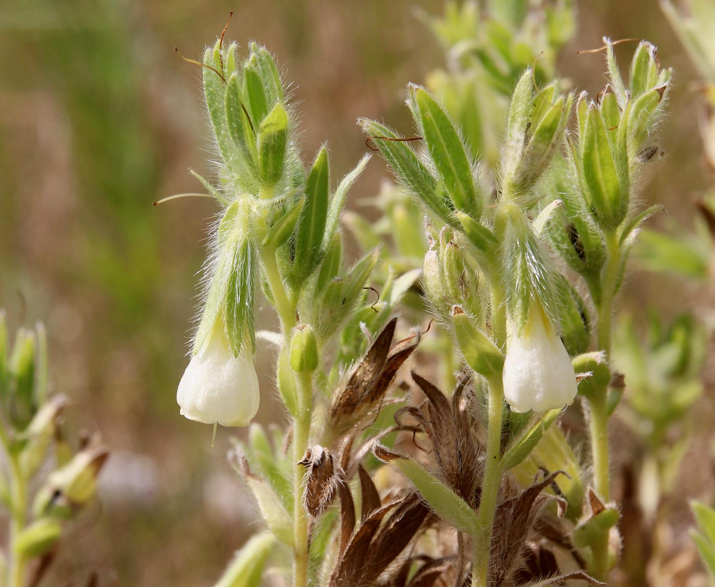 Изображение особи Onosma transrhymnensis.