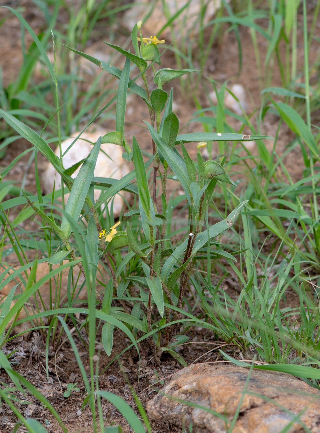 Image of Commelina africana specimen.